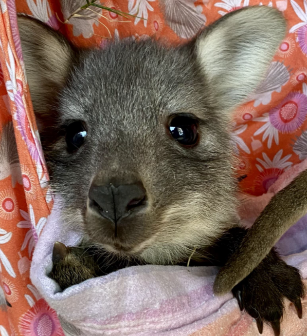 Wallaroo in WIRES care